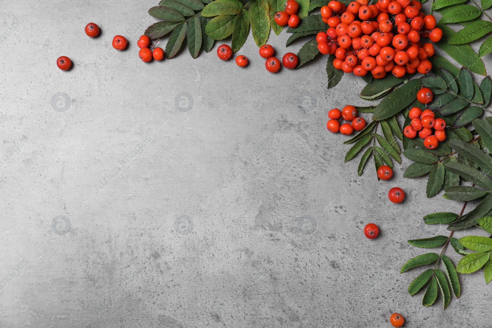 Photo of Fresh ripe rowan berries and green leaves on light grey table, flat lay. Space for text