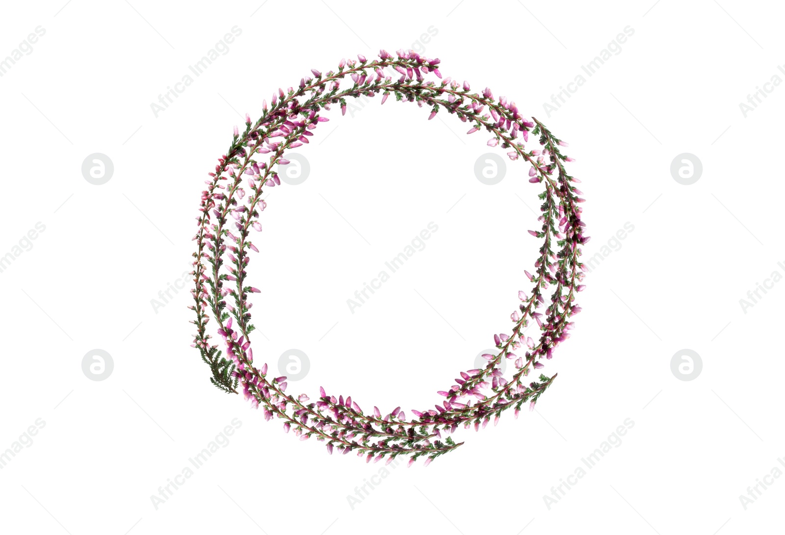 Image of Frame of heather branches with beautiful flowers on white background, top view. Space for text