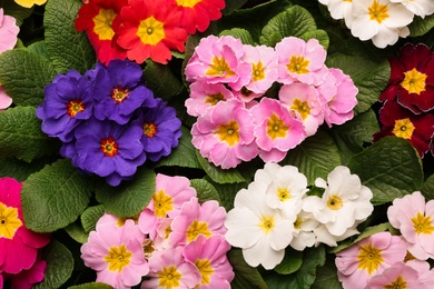 Beautiful primula (primrose) plants with colorful flowers as background, top view. Spring blossom