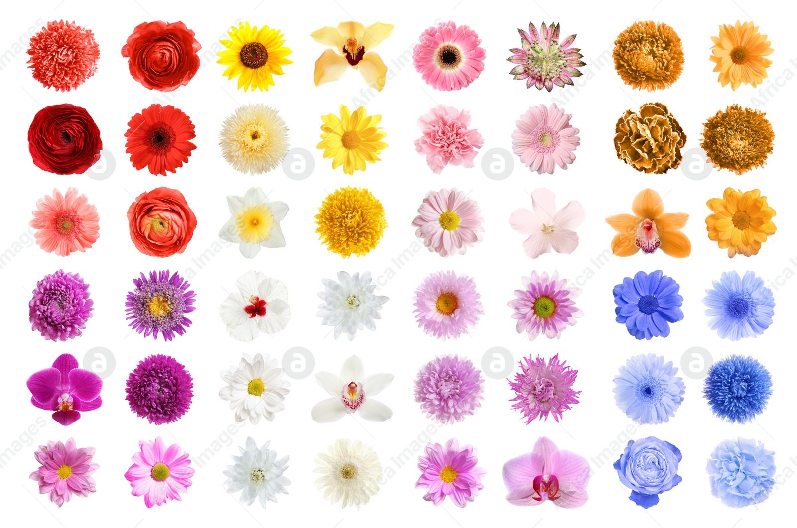 Image of Set of different beautiful flowers on white background