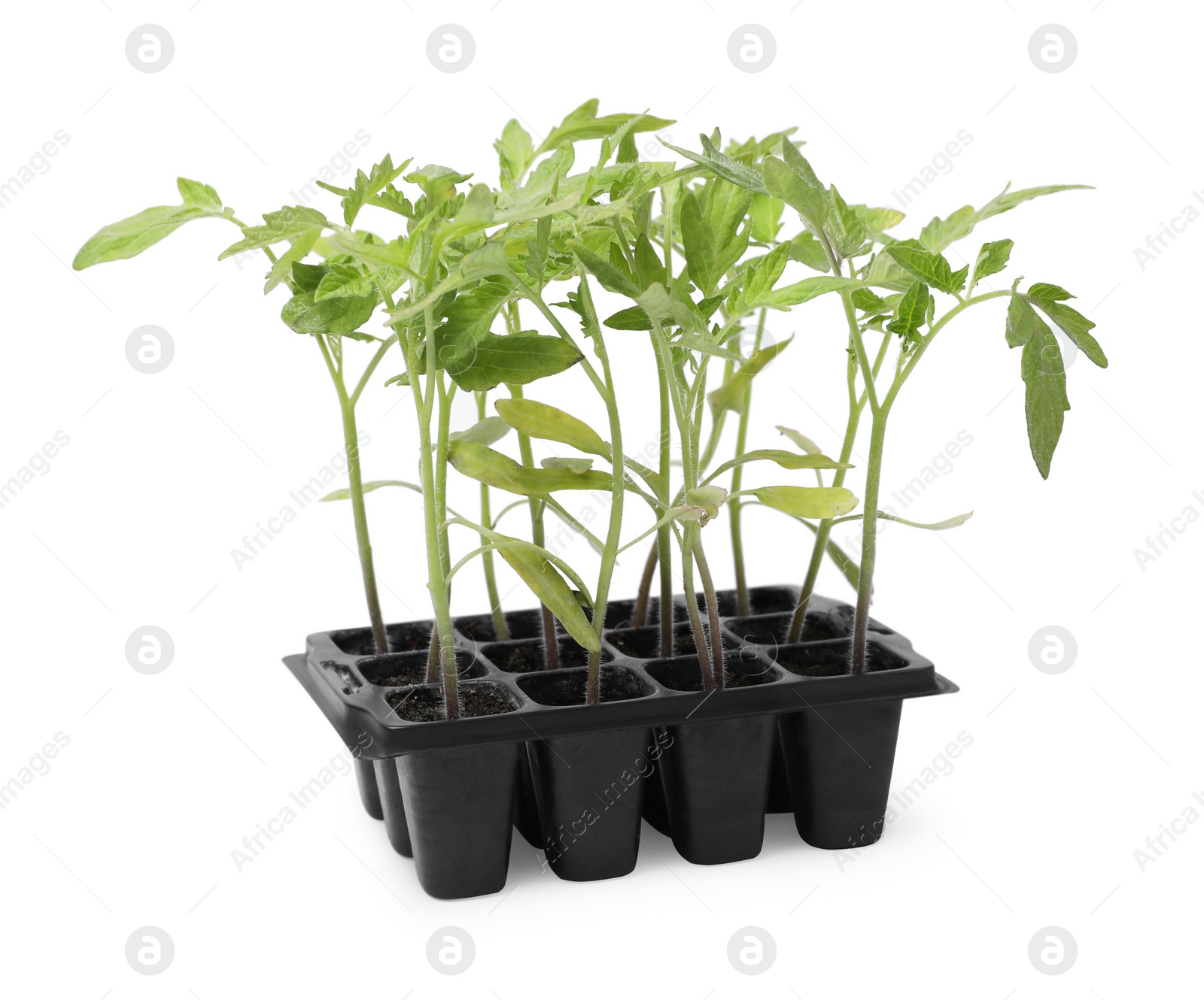 Photo of Seedlings growing in plastic container with soil isolated on white. Gardening season