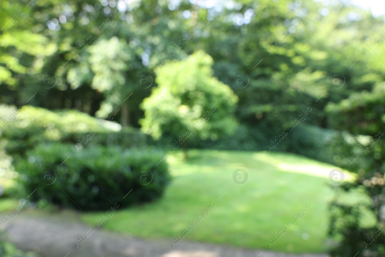 Photo of Blurred view of beautiful green trees and shrubs in garden on sunny day