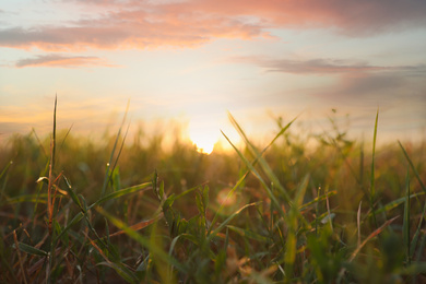 Photo of Green grass in field at sunrise. Early morning landscape
