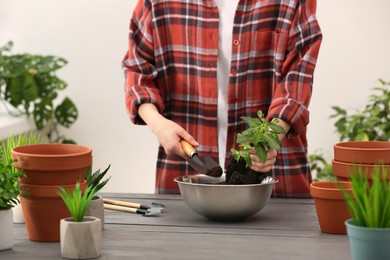 Photo of Transplanting. Woman with houseplant, gardening tools and empty flower pots at gray wooden table indoors, closeup