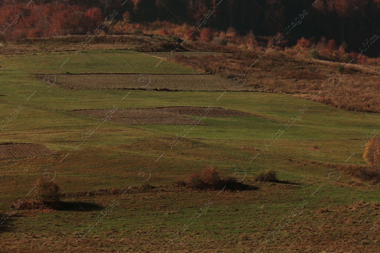 Photo of Beautiful landscape with green field on sunny day