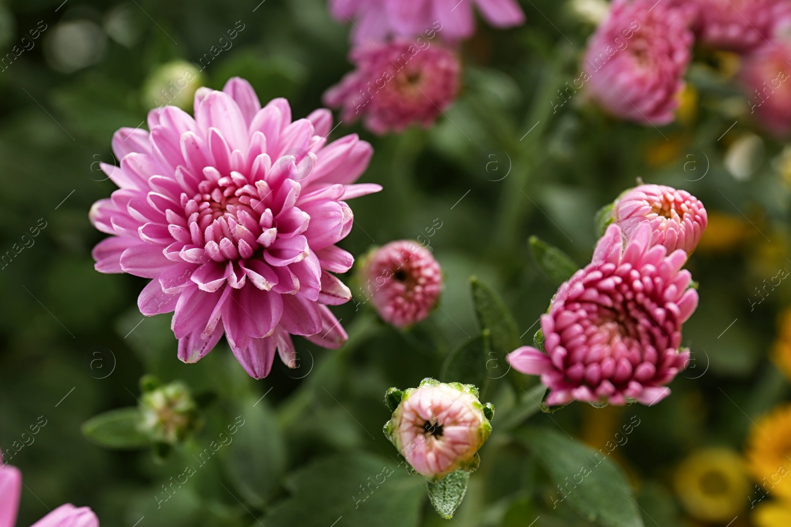 Photo of Beautiful pink chrysanthemum flowers with leaves, closeup