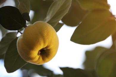 Photo of Quince tree branch with fruit outdoors, closeup. Space for text