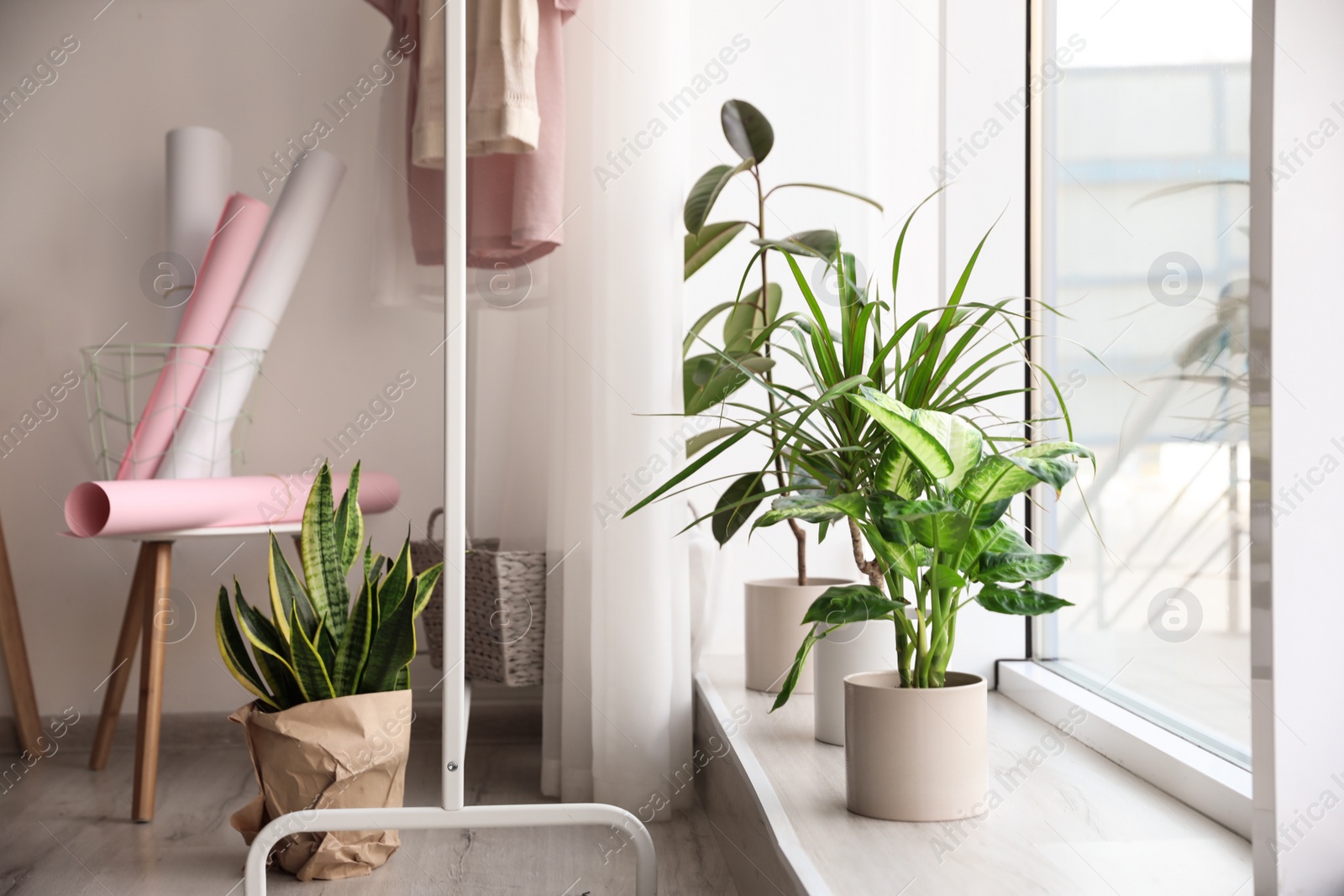 Photo of Different potted plants near window at home