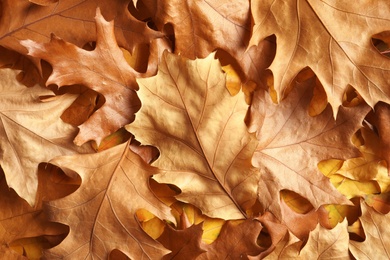 Many autumn leaves as background, top view