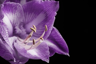 Violet flower on black background, closeup. Funeral attributes