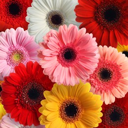 Image of Many different beautiful gerbera flowers as background