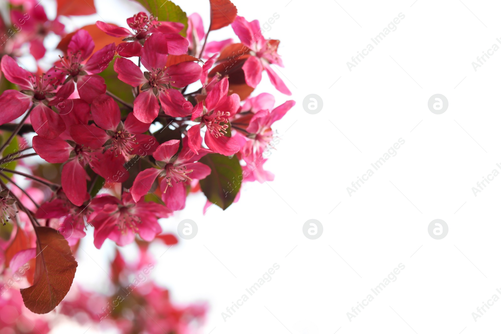 Photo of Closeup view of apple tree with beautiful pink flowers against blue sky, space for text. Amazing spring blossom