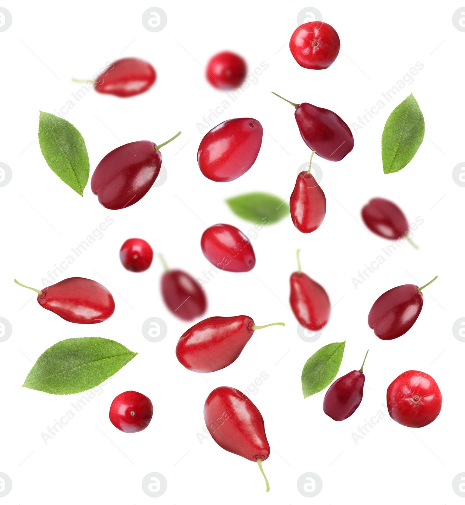 Image of Many fresh dogwood berries and leaves falling on white background