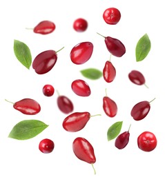 Many fresh dogwood berries and leaves falling on white background