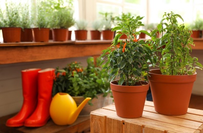 Photo of Seedlings in pots on wooden crate indoors, space for text. Gardening tools