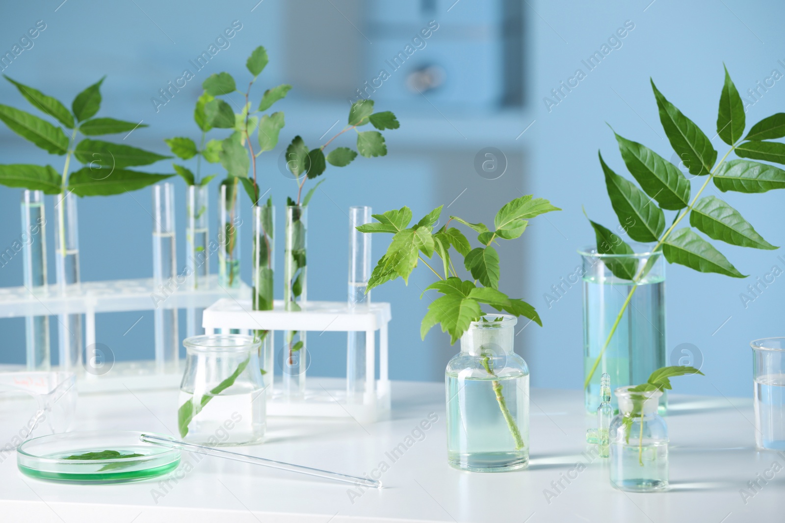 Photo of Laboratory glassware with plants on white table