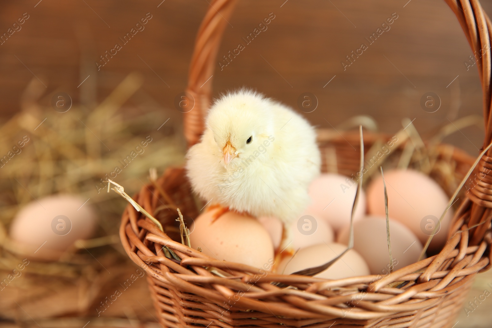 Photo of Cute chick and eggs in wicker basket on blurred background. Baby animal