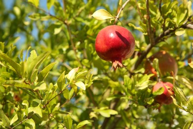 Photo of Pomegranate tree with ripening fruit outdoors on sunny day