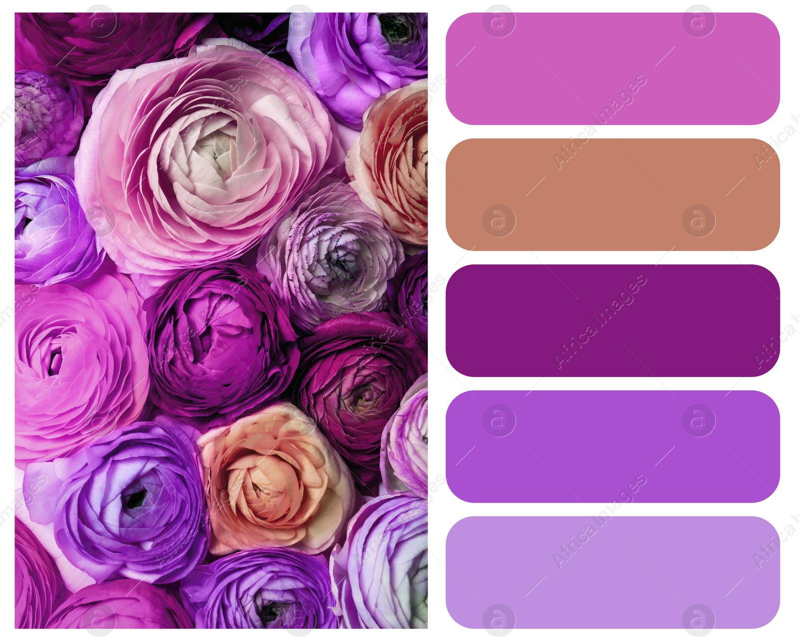 Image of Color palette appropriate to photo of beautiful ranunculus flowers, closeup view