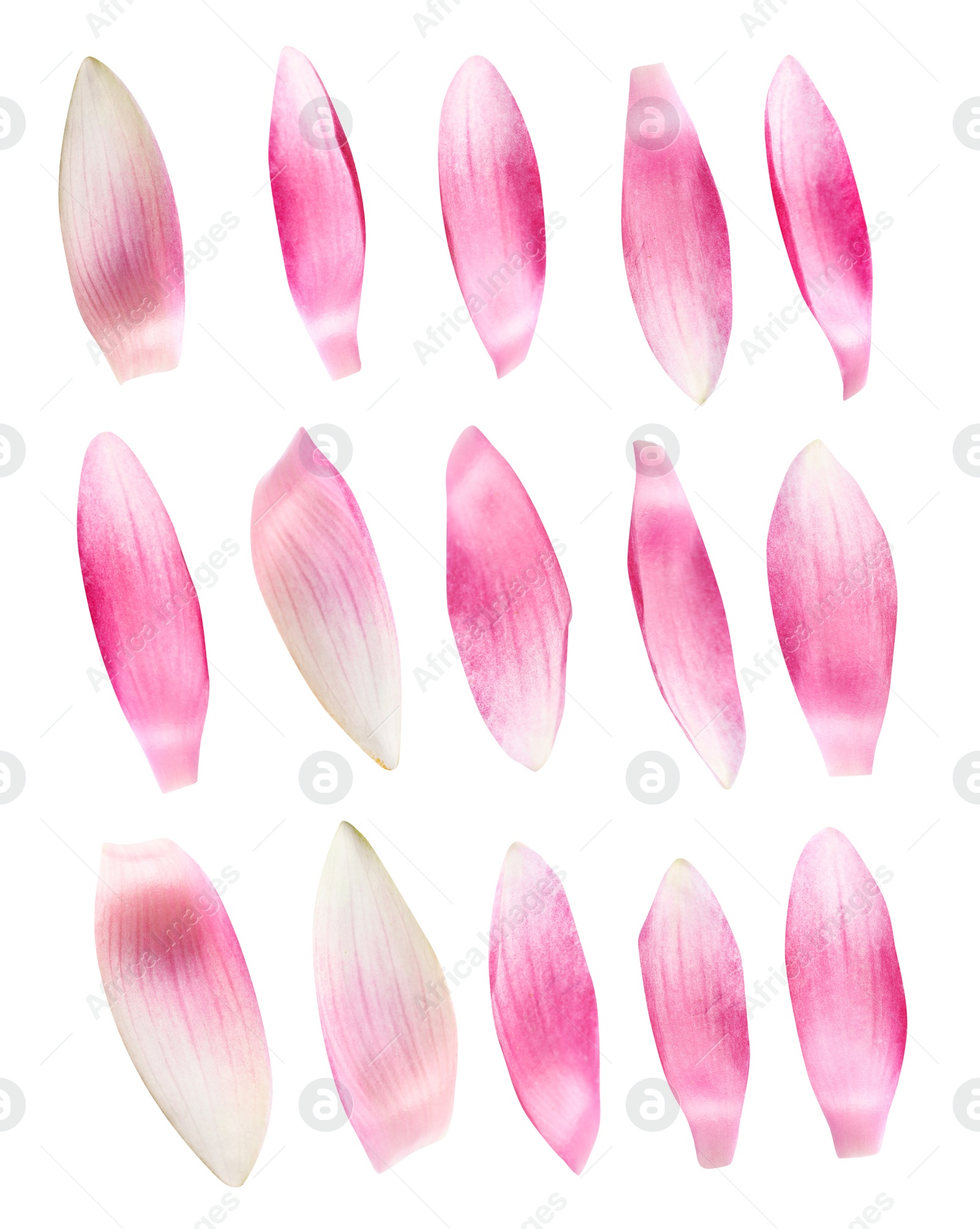 Image of Set of beautiful pink lotus flower petals on white background 