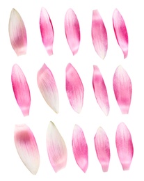 Image of Set of beautiful pink lotus flower petals on white background 