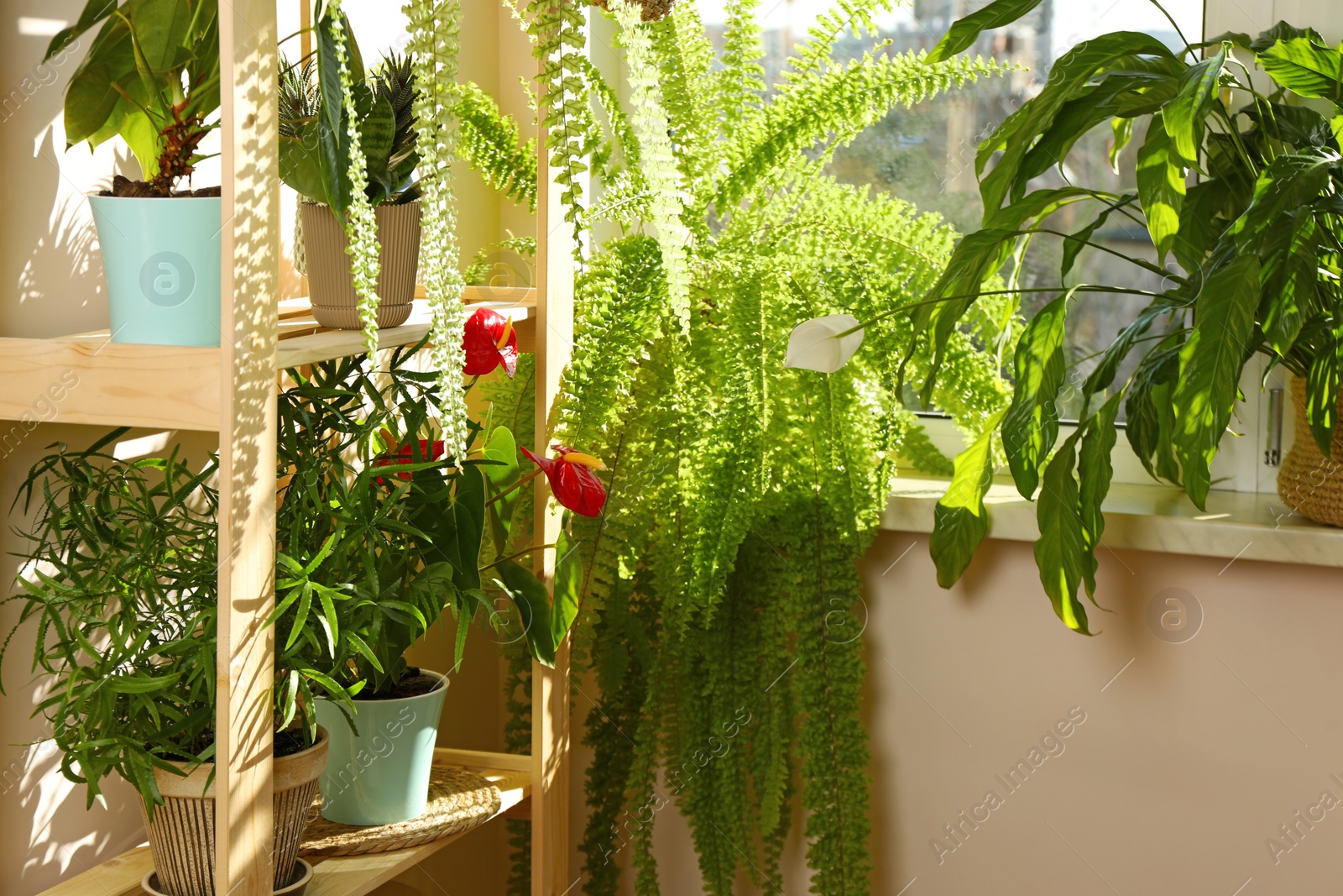 Photo of Beautiful potted house plants near window indoors