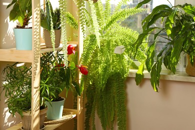 Beautiful potted house plants near window indoors