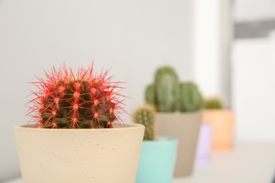 Photo of Beautiful cactus in flowerpot on blurred background, closeup