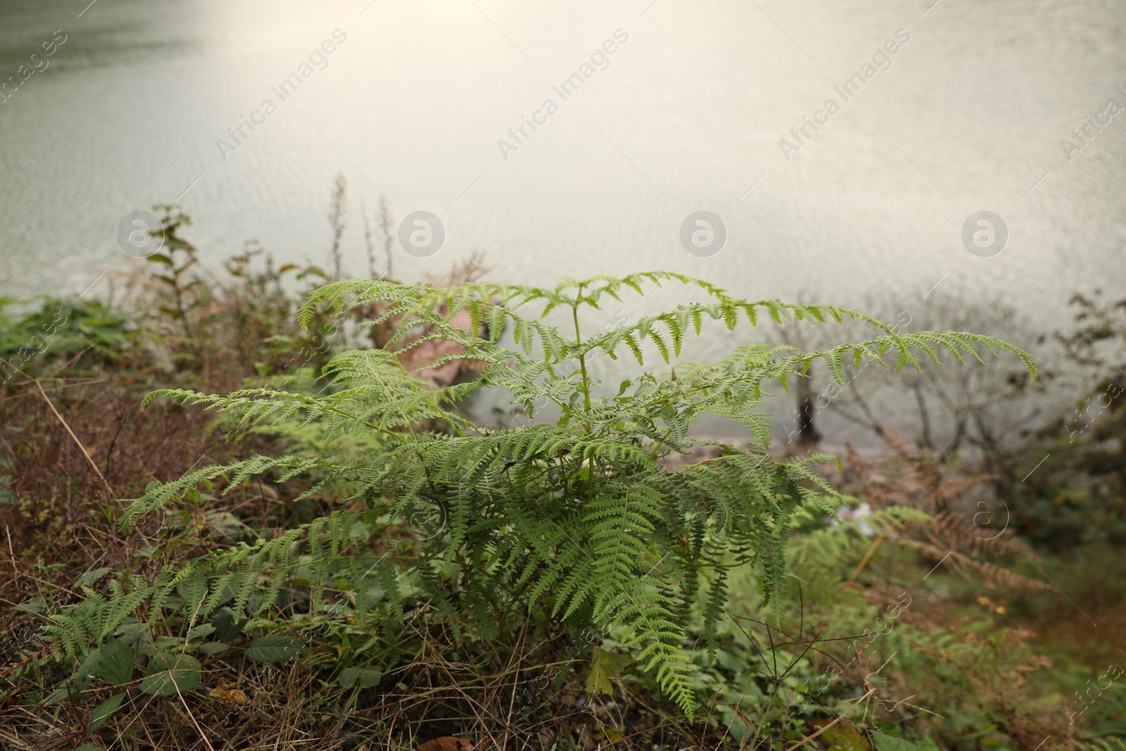 Photo of Beautiful green fern with lush leaves growing near river