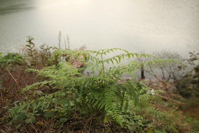 Beautiful green fern with lush leaves growing near river