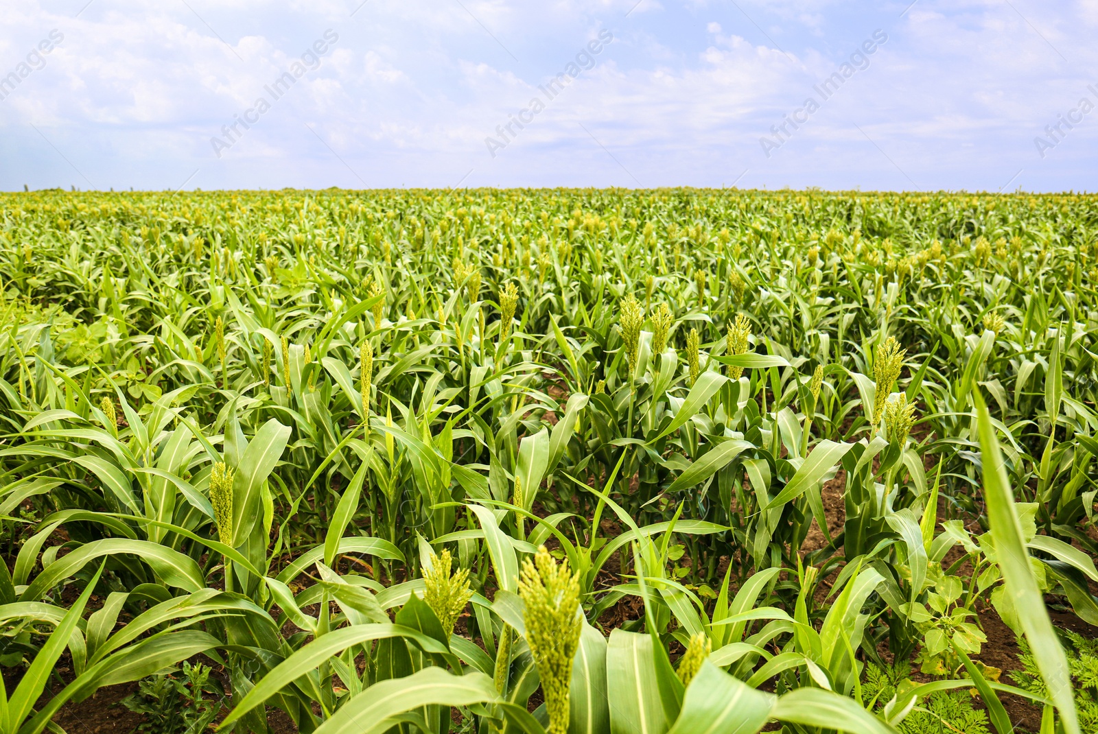 Photo of Green corn plants growing on field, space for text. Organic farming