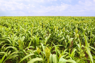 Photo of Green corn plants growing on field, space for text. Organic farming