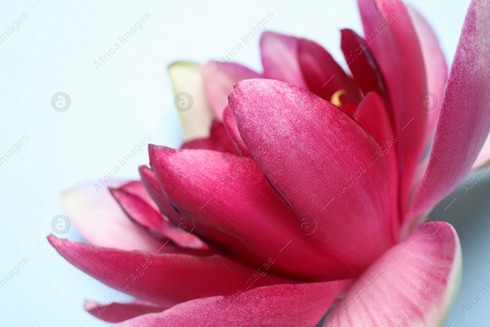 Photo of Beautiful blooming pink lotus flower on light blue background, closeup