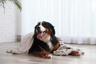 Photo of Funny Bernese mountain dog with blanket on floor indoors