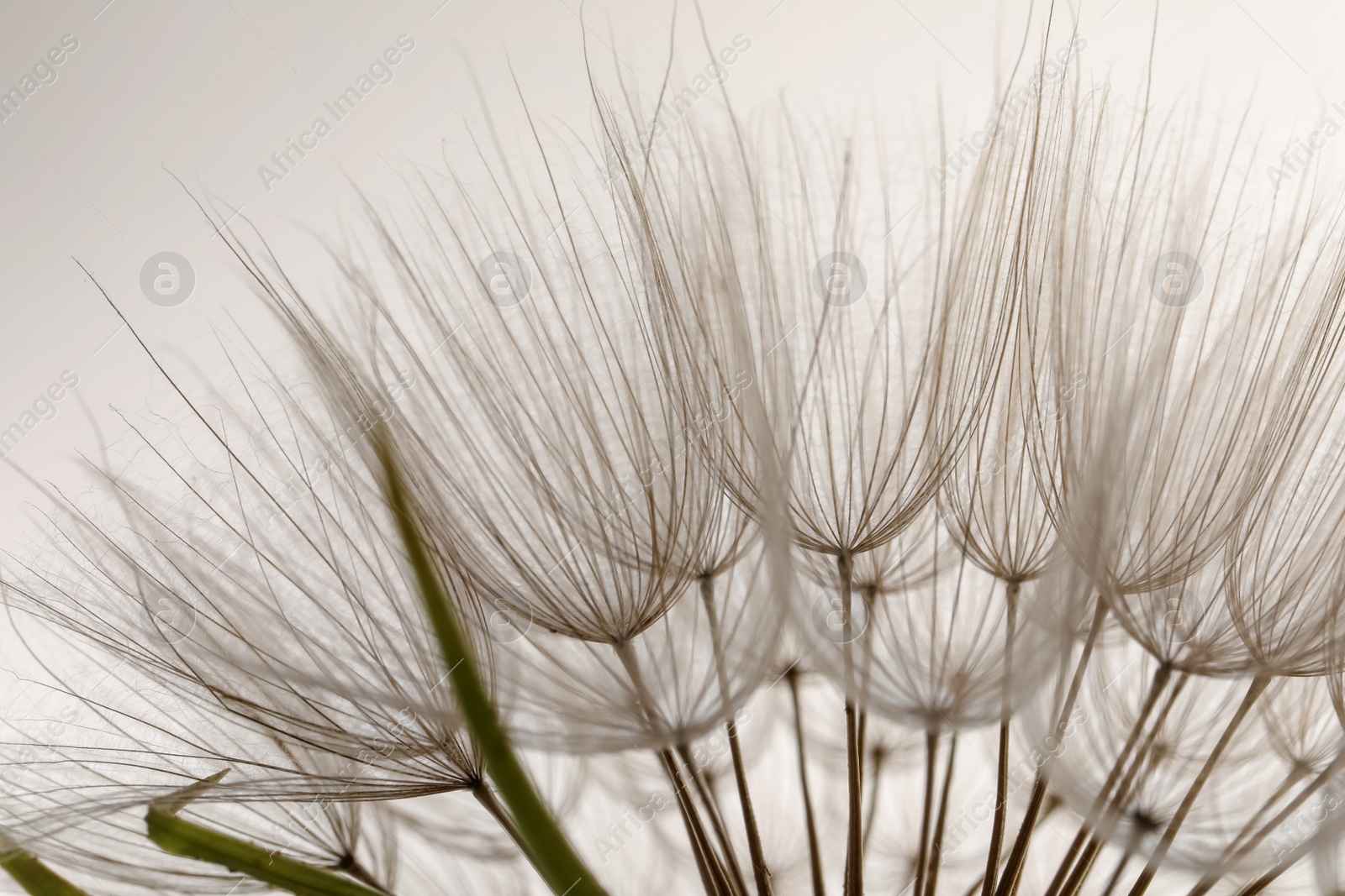 Photo of Beautiful fluffy dandelion flower on white background, closeup