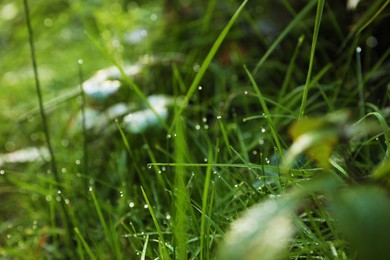 Beautiful green grass with morning dew outdoors