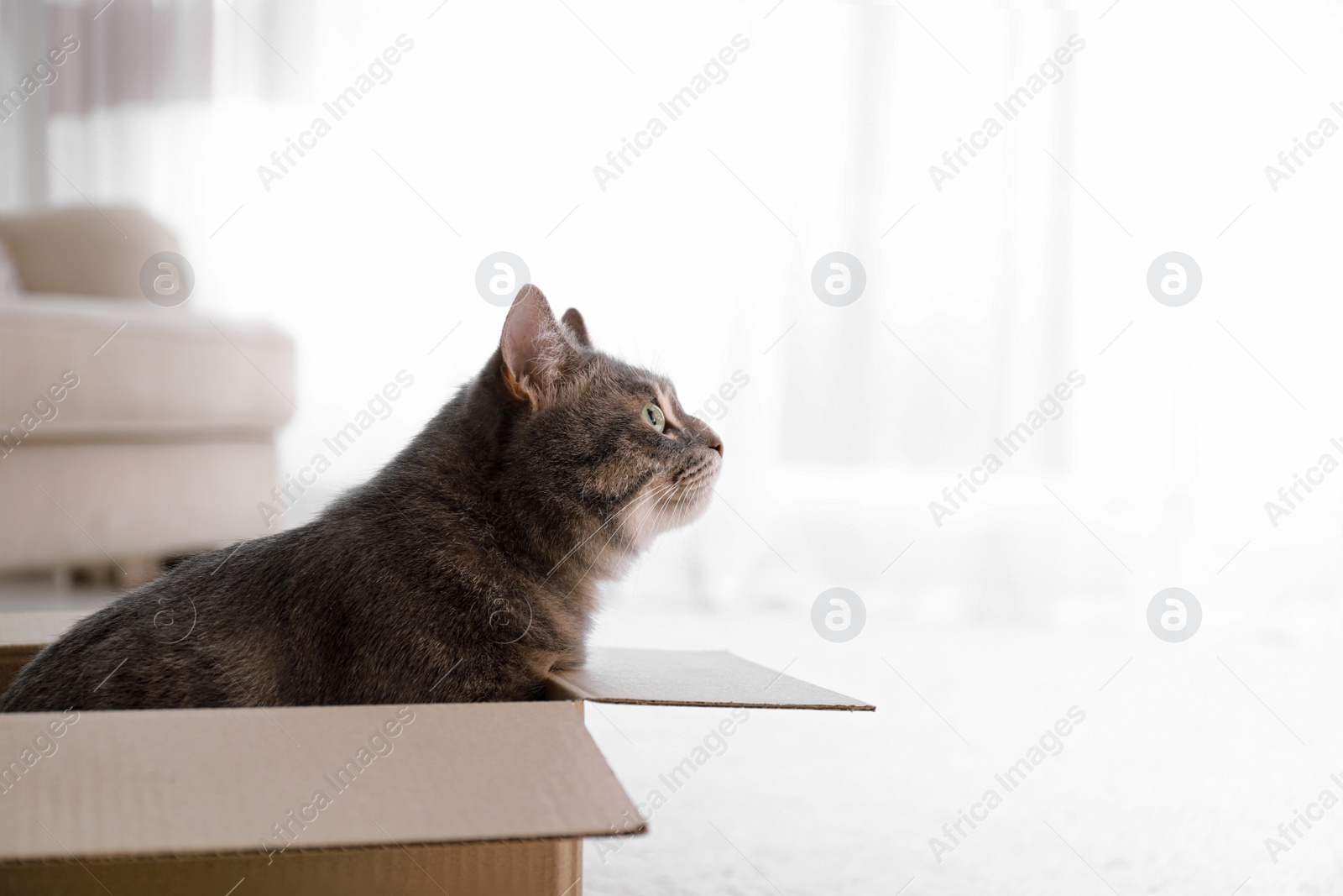 Photo of Cute grey tabby cat in cardboard box on floor at home