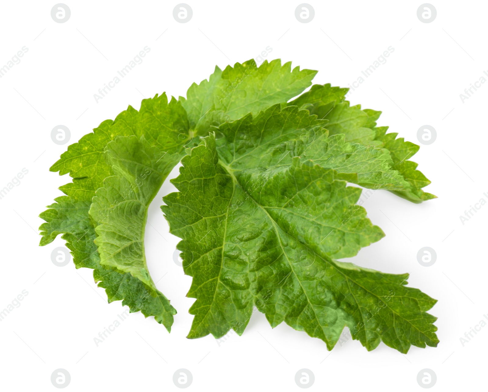 Photo of Tasty fresh green parsnip leaves isolated on white