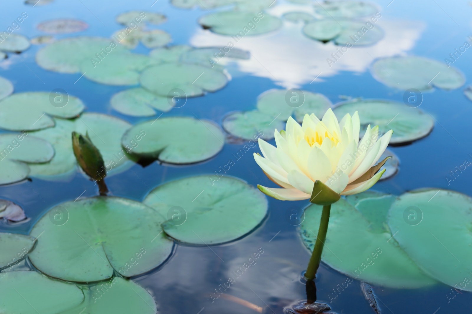 Photo of Beautiful blooming waterlily and leaves on water surface