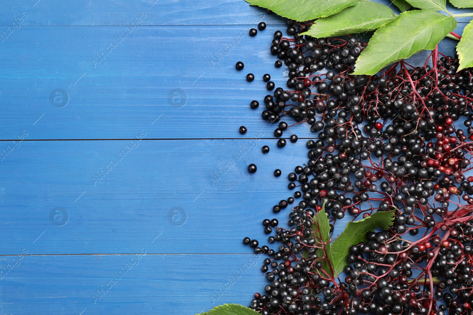 Photo of Ripe elderberries with green leaves on blue wooden table, flat lay. Space for text