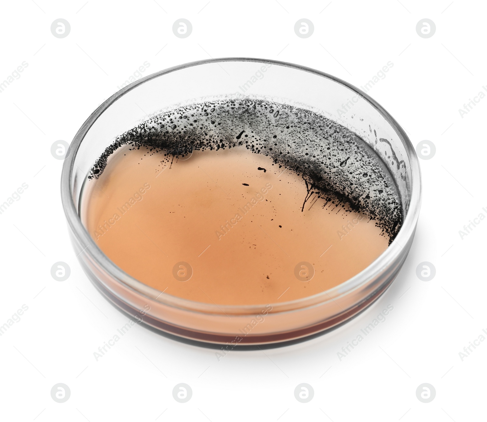Photo of Petri dish with bacteria colony isolated on white
