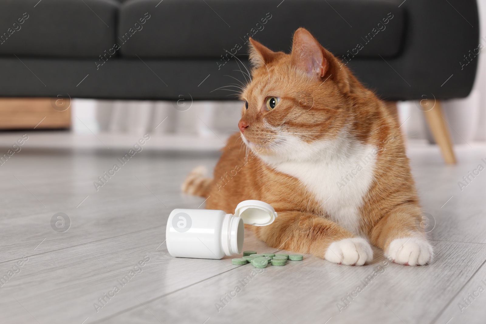 Photo of Cute ginger cat and vitamin pills indoors. Space for text