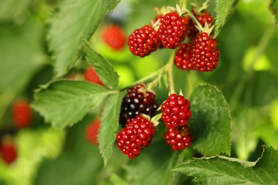 Unripe blackberries growing on bush outdoors, closeup