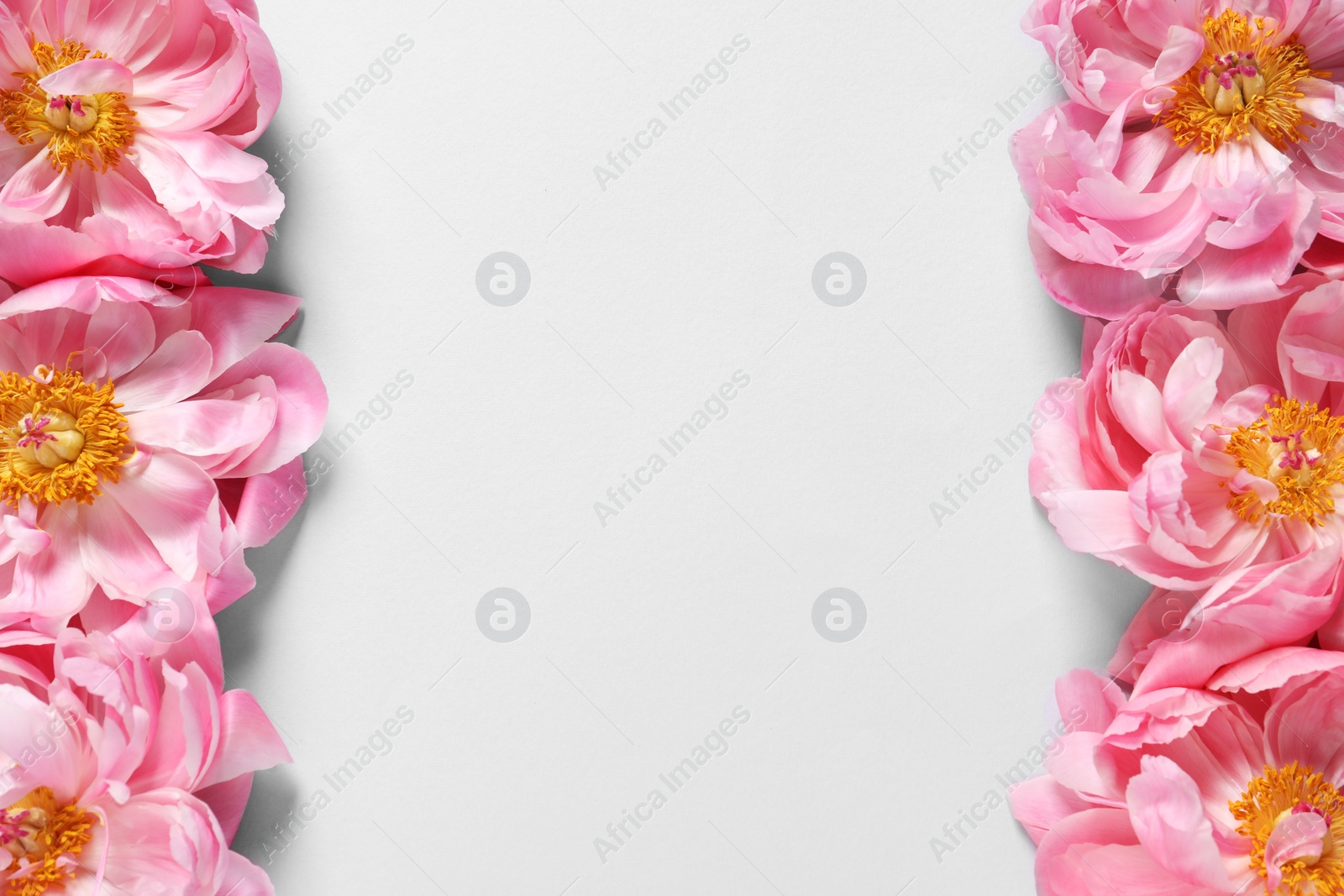 Photo of Beautiful pink peonies on white background, flat lay. Space for text