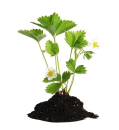 Pile of soil with strawberry seedling isolated on white