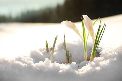 Photo of Beautiful crocuses growing through snow, space for text. First spring flowers