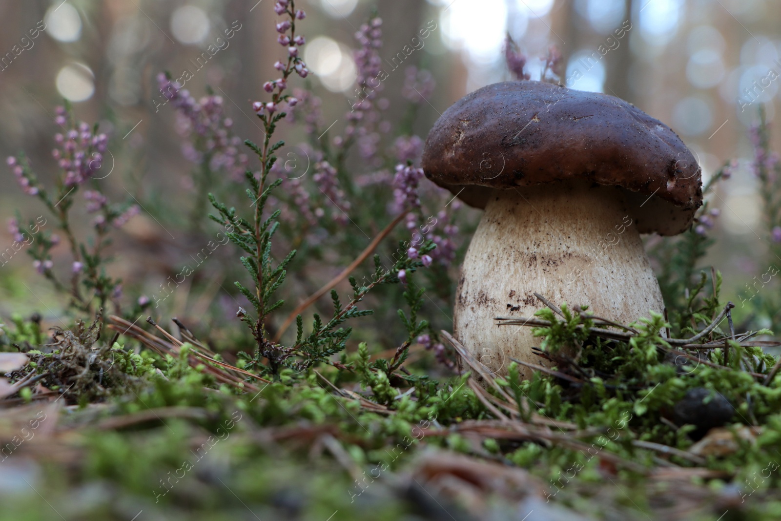 Photo of Beautiful porcini mushroom growing in forest on autumn day