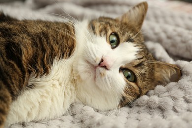 Photo of Cute pet. Cat with green eyes lying on soft blanket at home, closeup