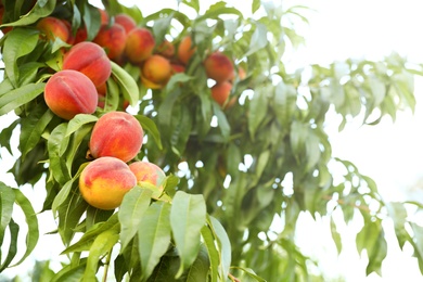 Fresh ripe peaches on tree in garden