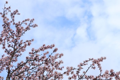 Photo of Delicate spring pink cherry blossoms on tree against blue sky. Space for text
